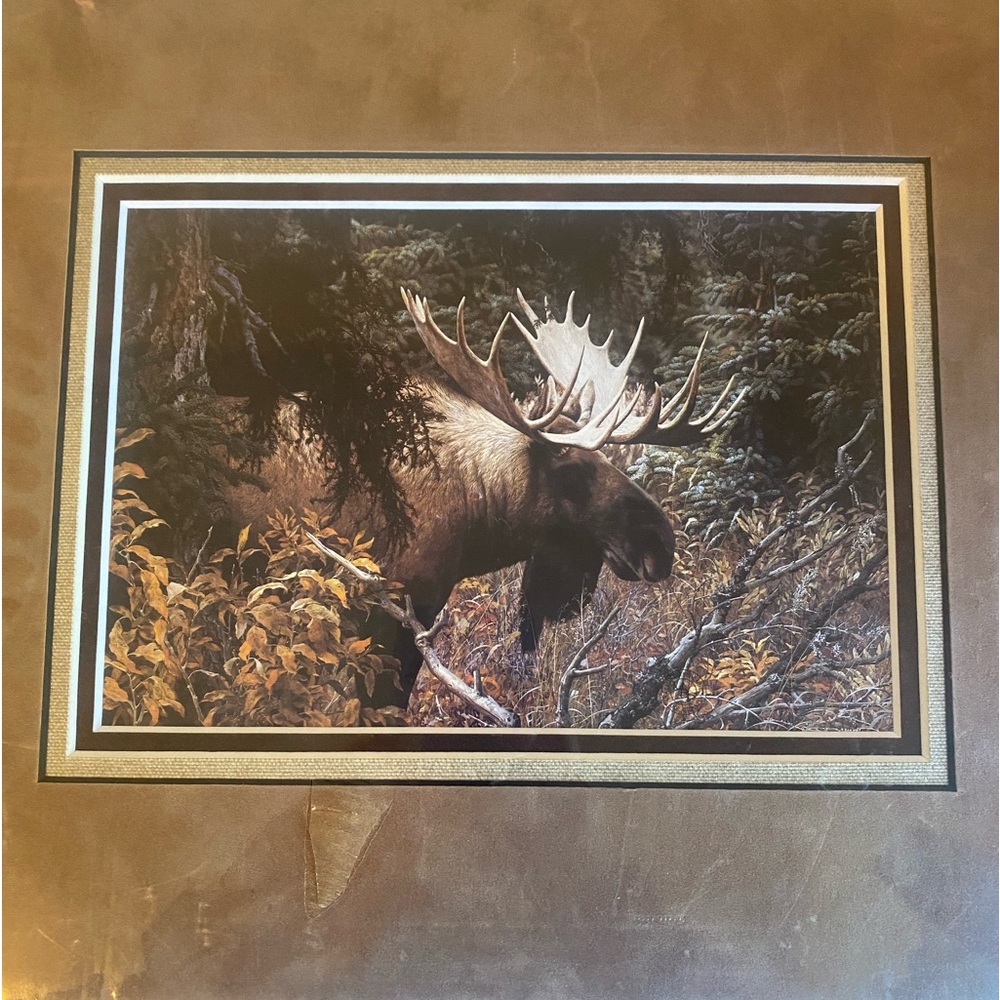 Moose Framed Print